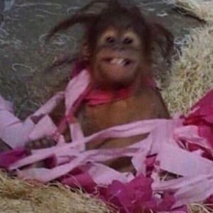 Meet your Posher, Natalia